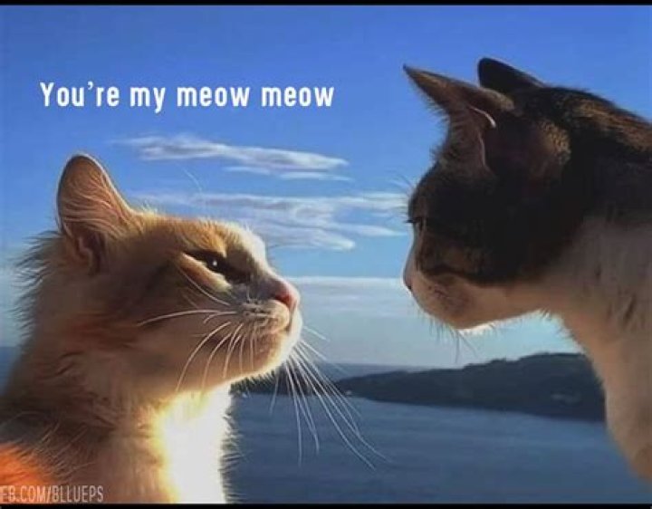Can you take Bowwow out after returning him to MeowMeow?