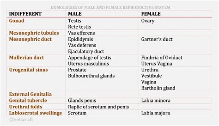 How can I tell the differences between male and female villagers? [closed]
