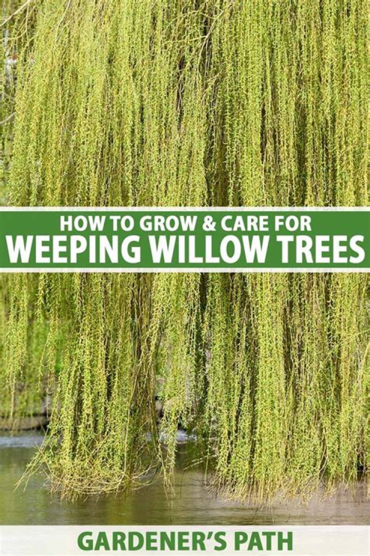 Is there a bigger chance of trees dropping sapplings when breaking it?