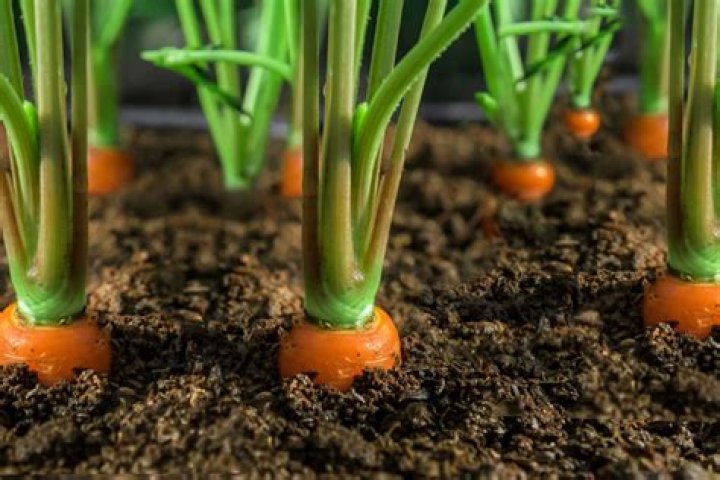 Plants Not Growing Food