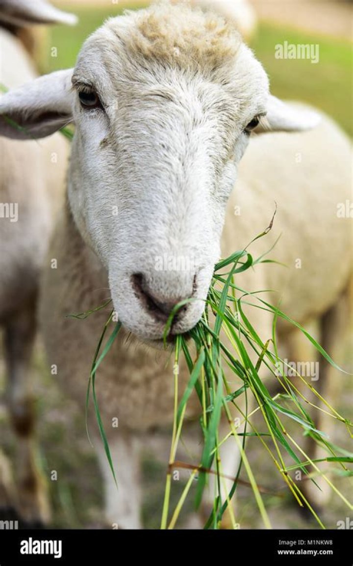 Sheep eating grass with fences on it?
