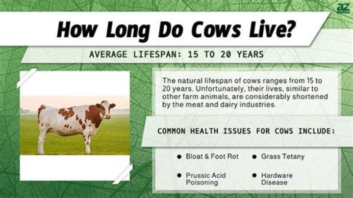 What is the cow level and how do I get there?