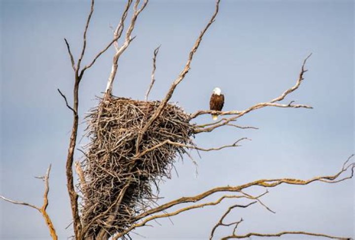 Where are Harpy's Nests located?