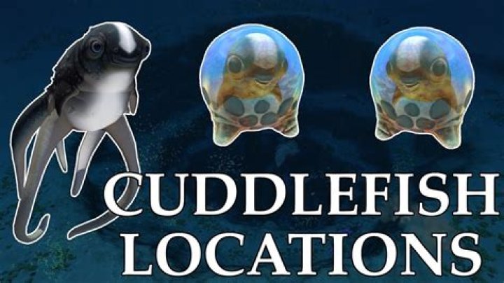 Where can I find a pet Cuddlefish?
