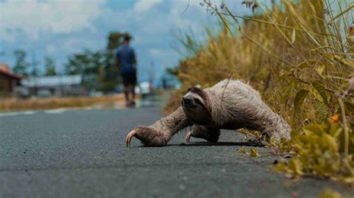 Why am I moving slowly when I'm not over-encumbered?